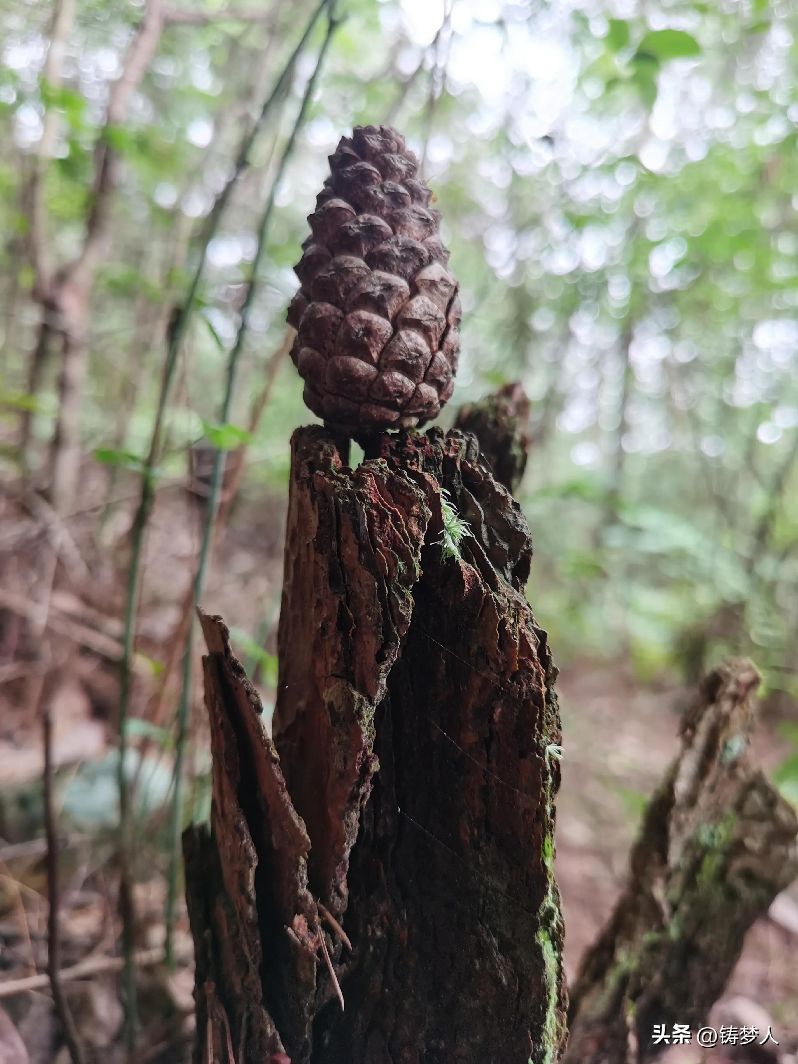 分享手机里的美照,手机拍照技术干货分享