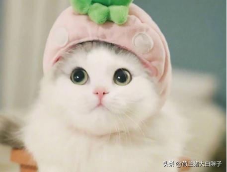 跳蚤有什么危害怎么消除,有跳蚤怎么办消灭跳蚤的最佳方法