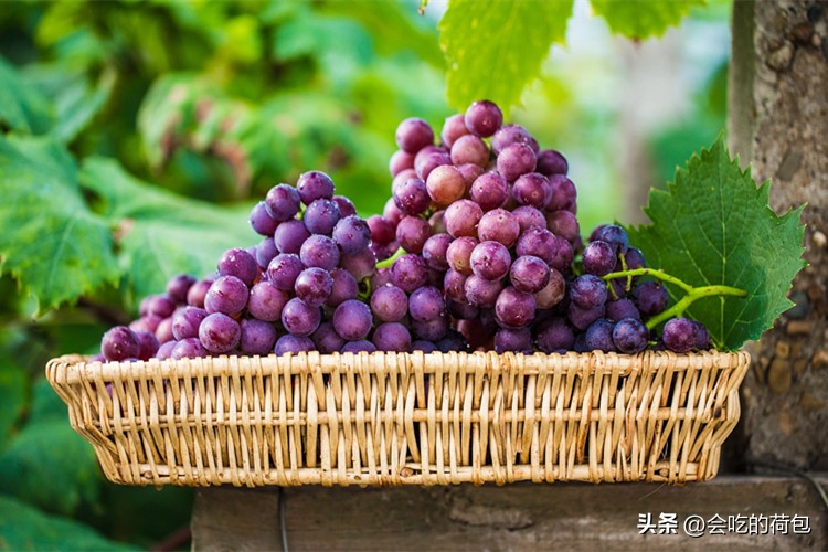 全国哪种葡萄最好吃,什么葡萄好吃产量又高排行前十名