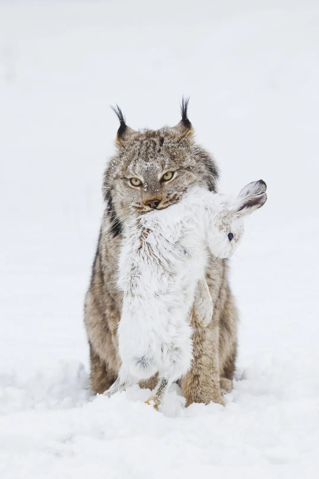 兔年来了,兔年来了怎么样