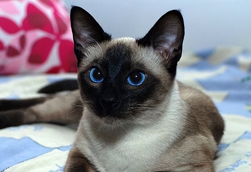 常见的18种宠物猫,常见的18种宠物猫性格