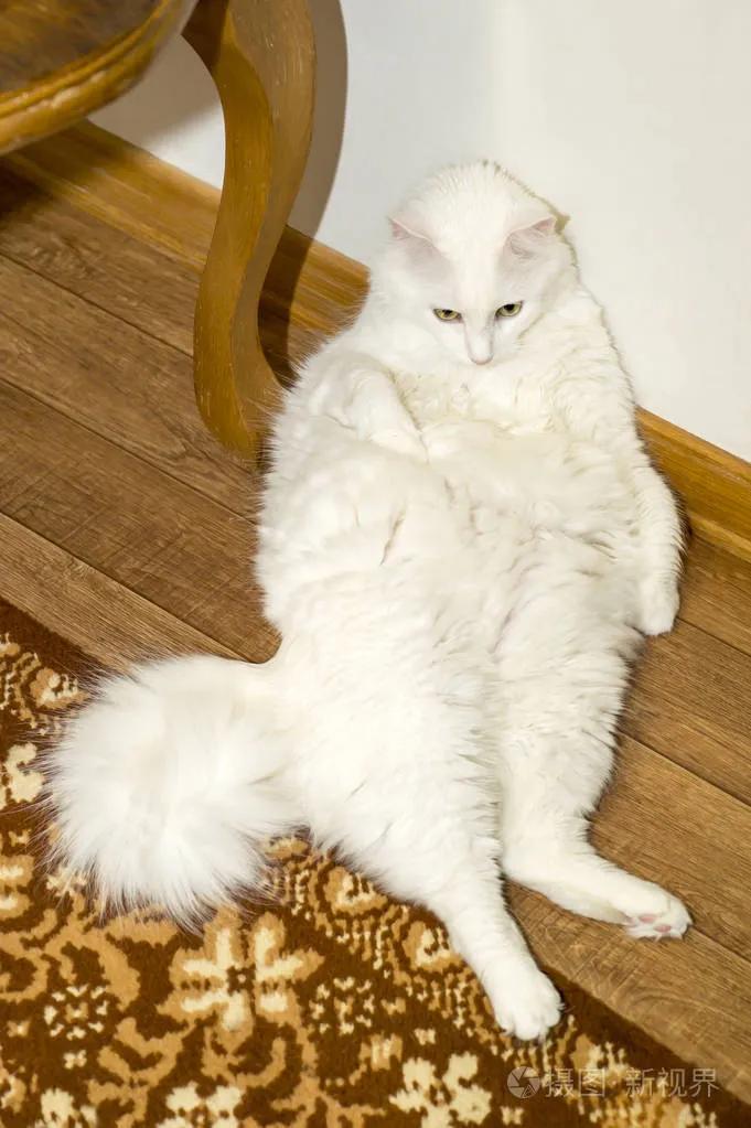 宠物猫排行榜前十名视频,中国十大宠物猫排行榜