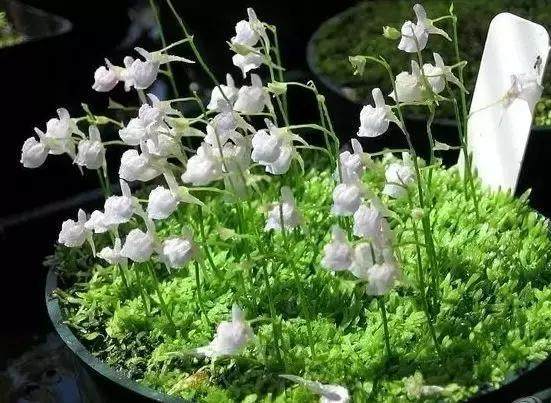 长得像兔子的食虫植物,你见过像草莓一样的食虫植物