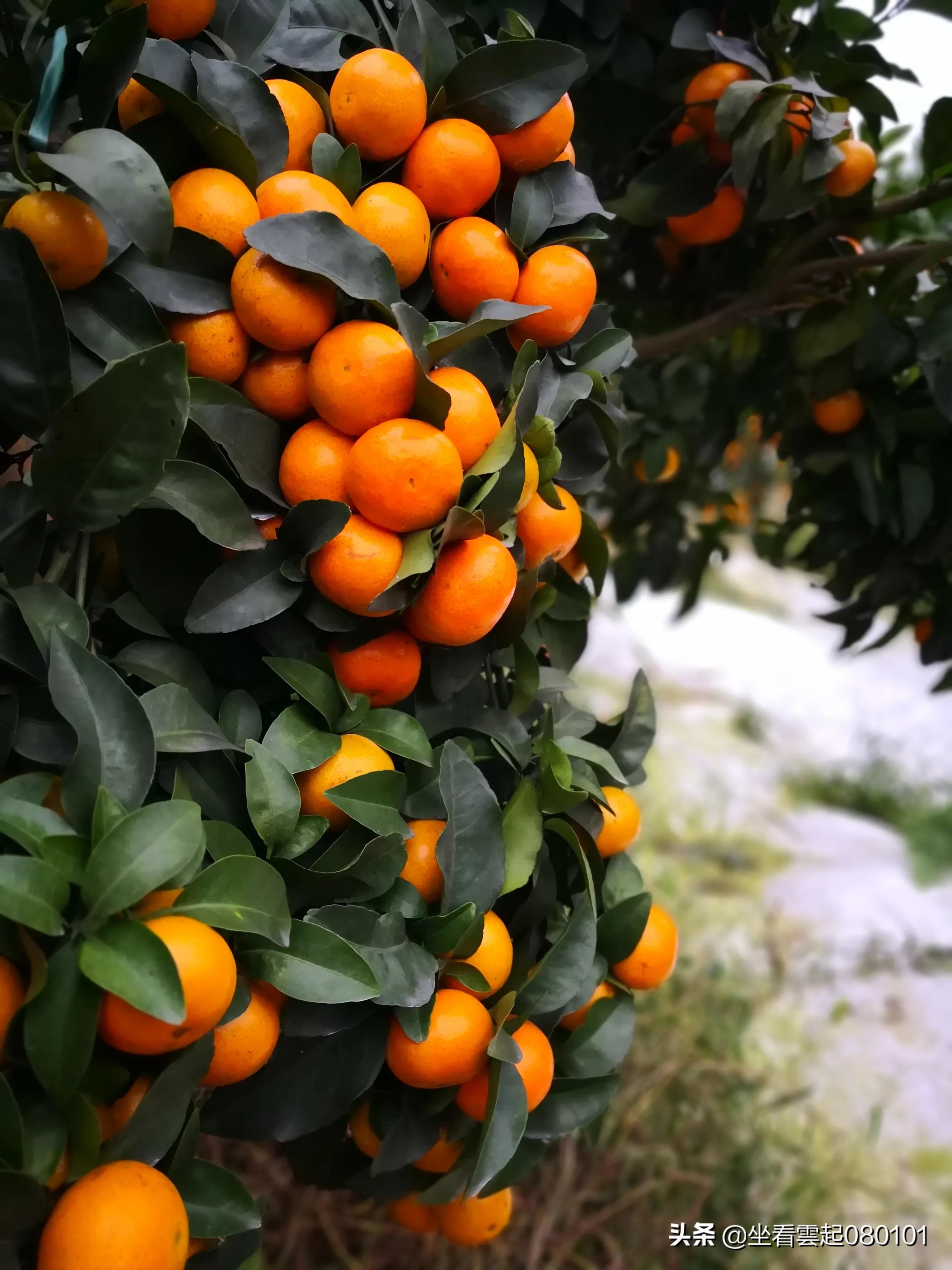 柑橘的一首诗,柑橘诗词