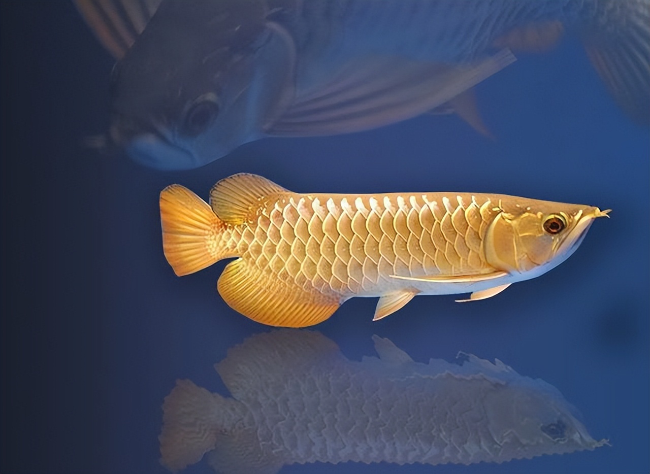 怎么把金龙鱼养好的小技巧,养金龙鱼的技巧和方法