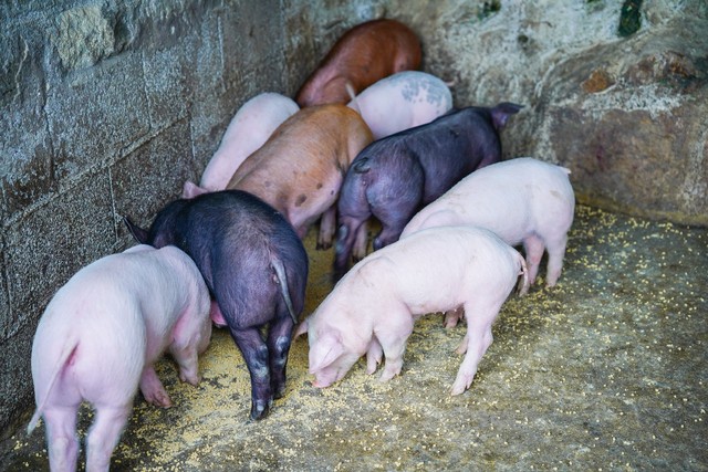 加盟温氏养猪需要多少钱,温氏集团养牛加盟多少钱