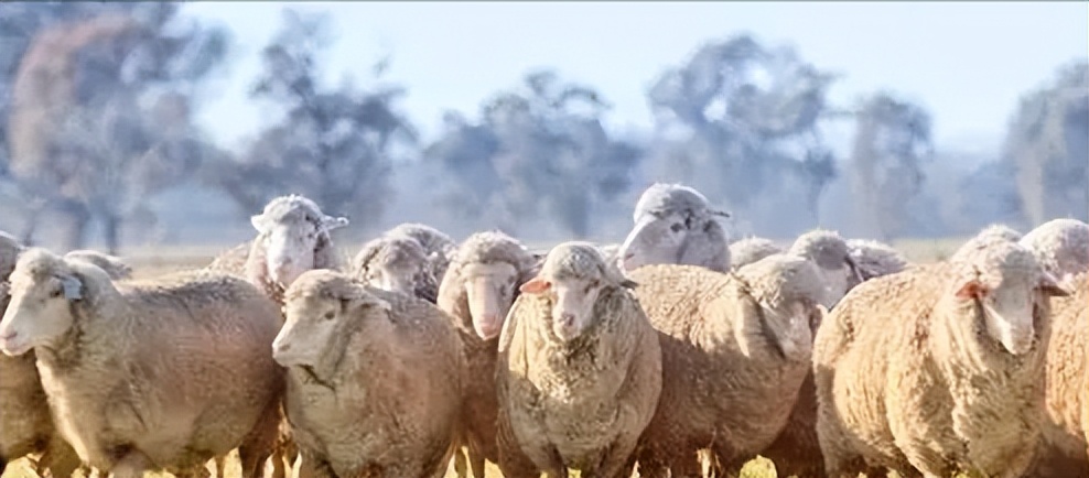 索科罗岛美利奴羊羔的形态描述和体重预测