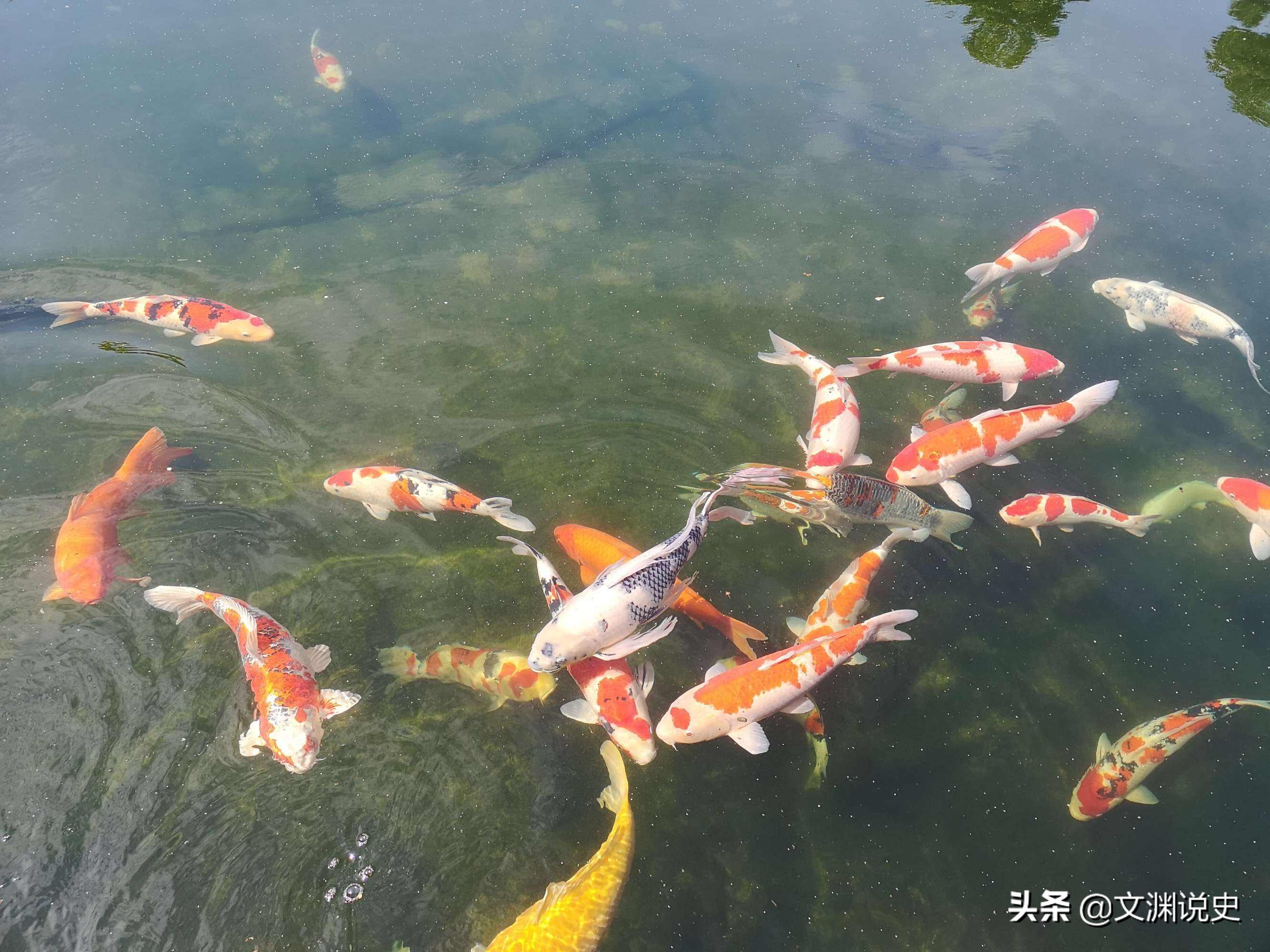 男子在臭水沟捡到一只乌龟,村民捡到乌龟马上报警