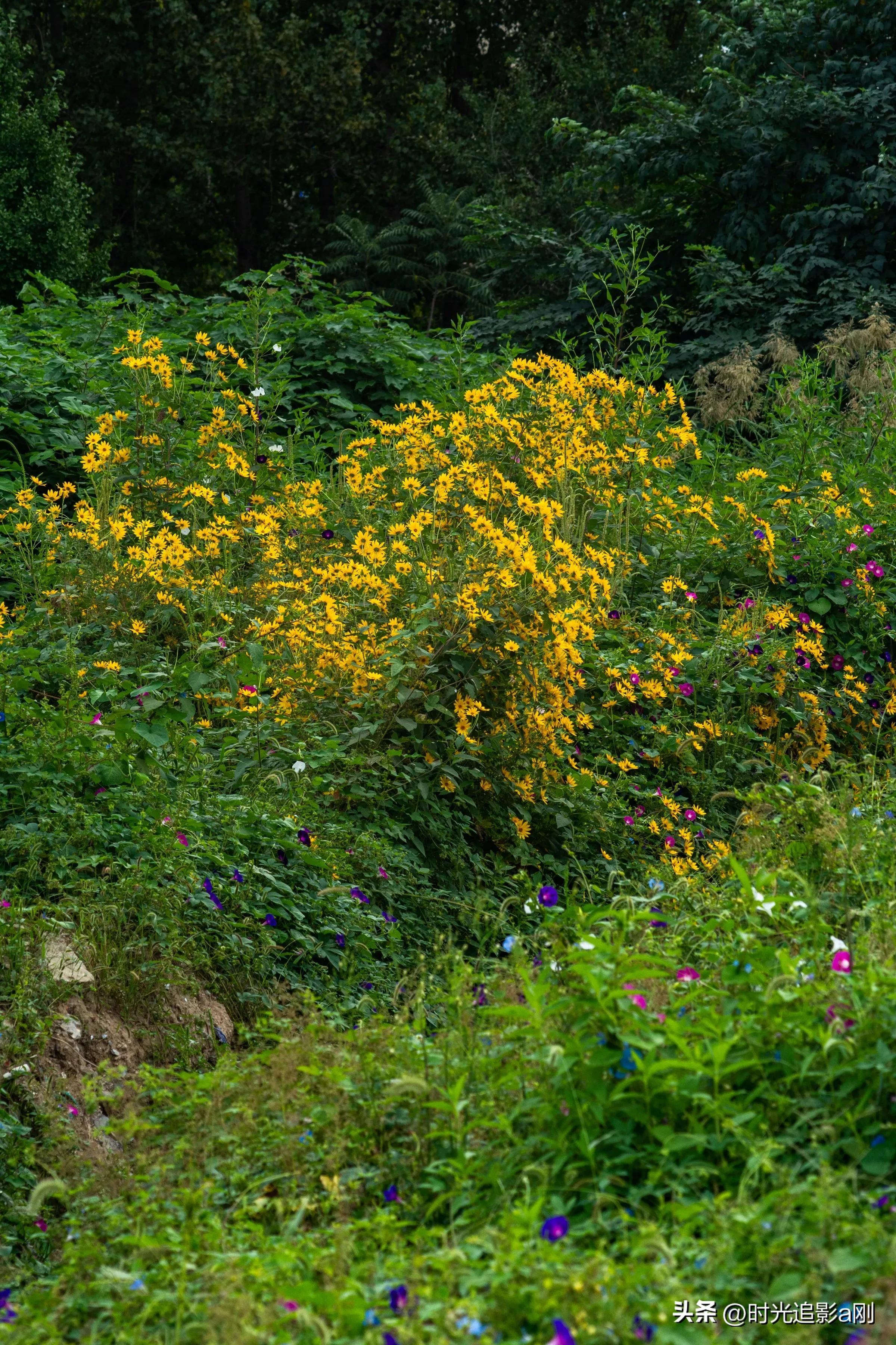 蓝眼菊的花语,七彩菊花语和寓意