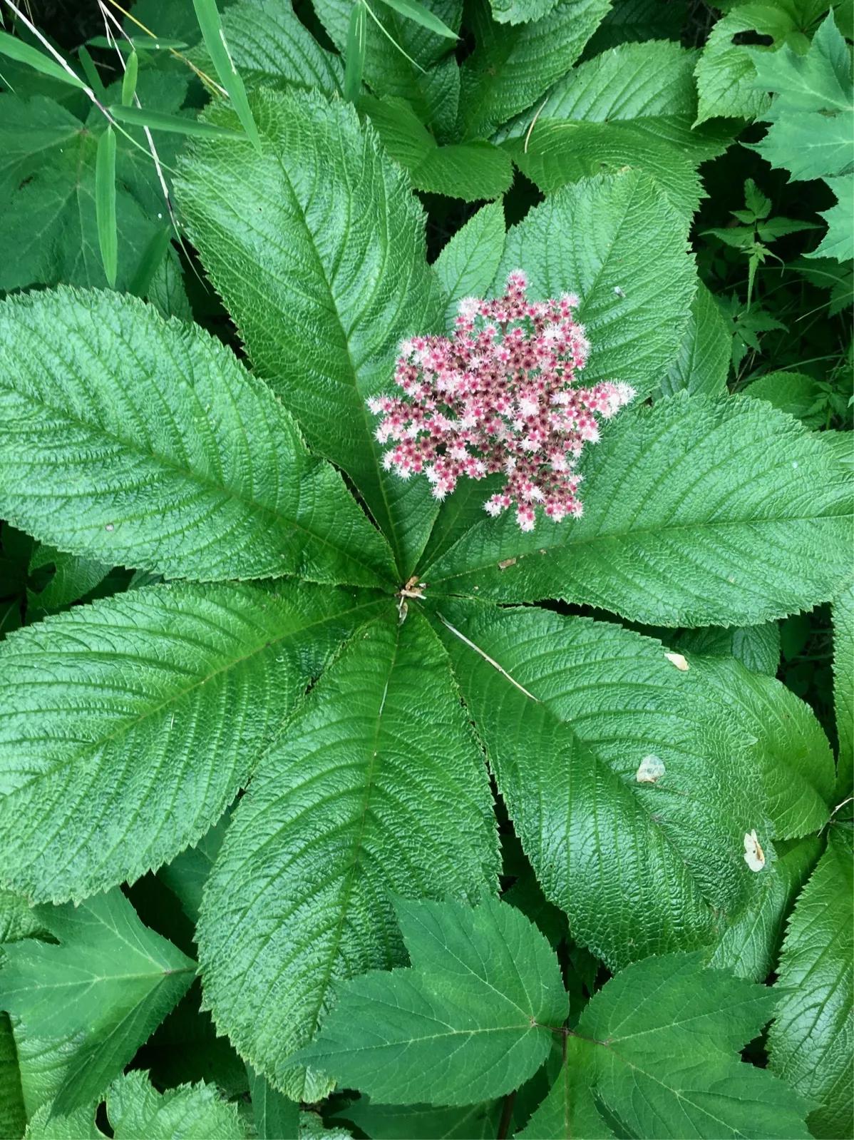 100种迷人的“数字花”,从零到一百万,真是太神奇了