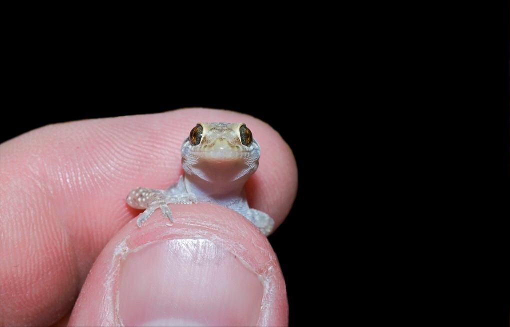 家里进壁虎了要不要把它打下来,家里进了壁虎怎么驱赶