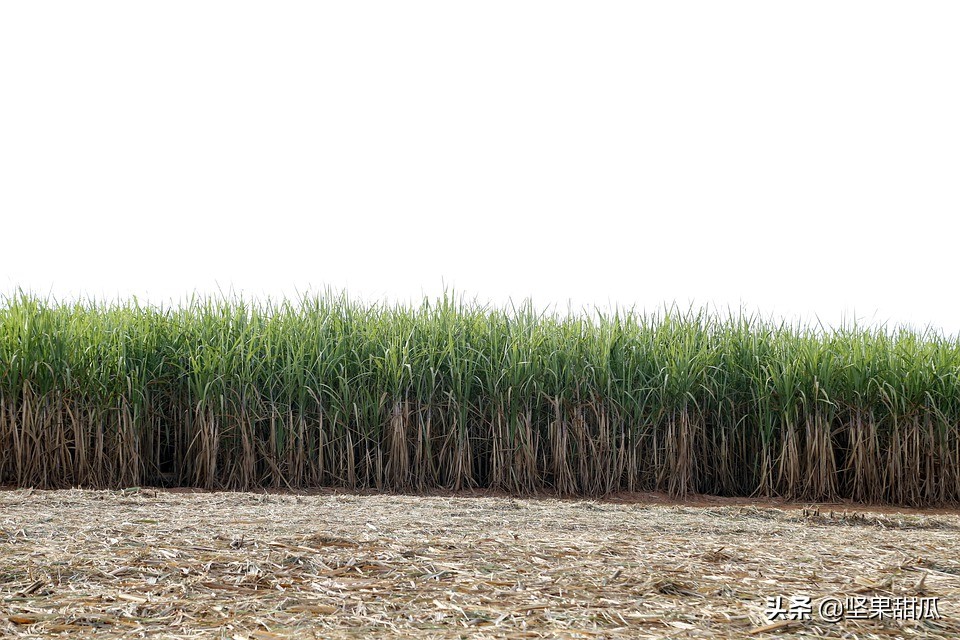 巴西国土资源有多好,巴西盛产什么农业产品
