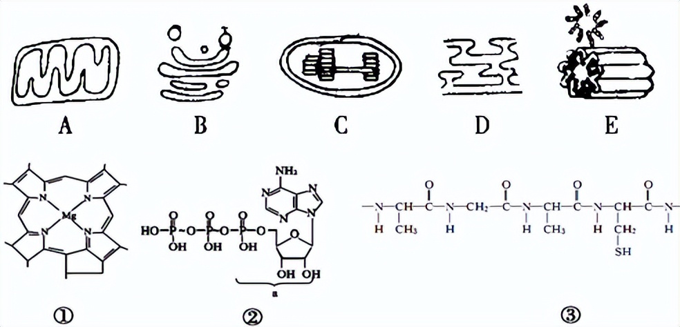 大白菜乳酸菌发酵,白甘蓝与紫甘蓝