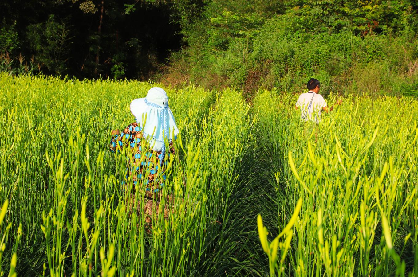 湖南省邵阳市邵东县黄金村,永华村风光