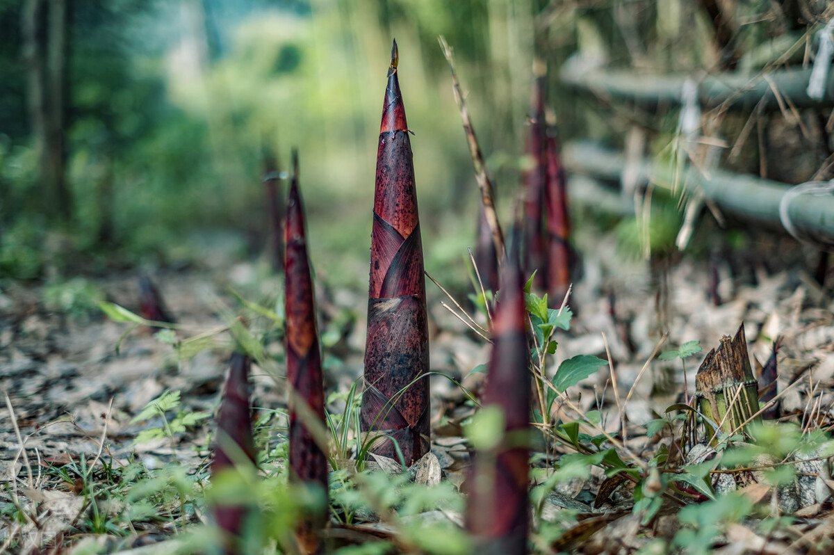 挑选竹笋的最佳方法,竹笋怎么挑选新鲜笋