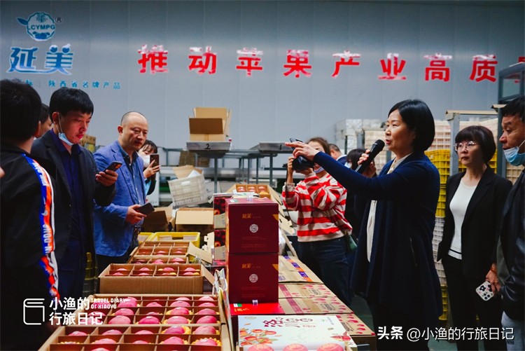 正宗陕西洛川红富士苹果水果,正宗陕西洛川苹果大果