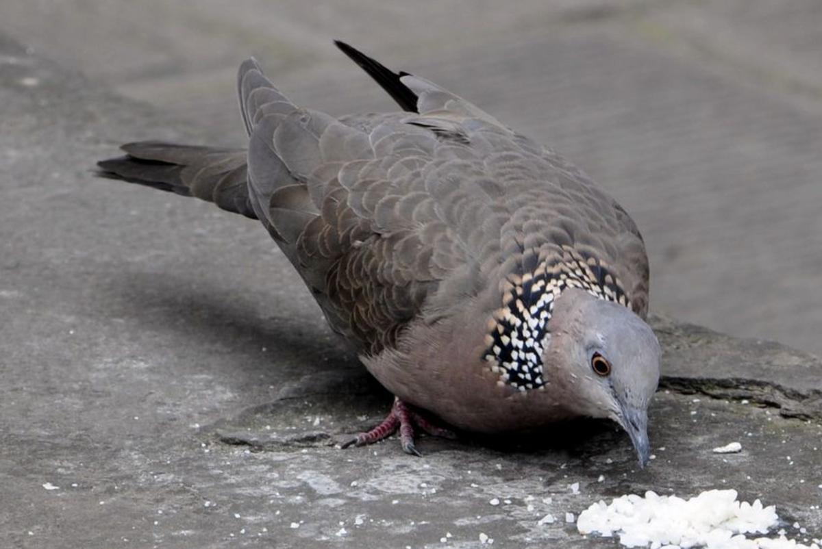 吃野生斑鸠其实对人有害？连筑巢都不会的斑鸠，究竟如何繁殖的？
