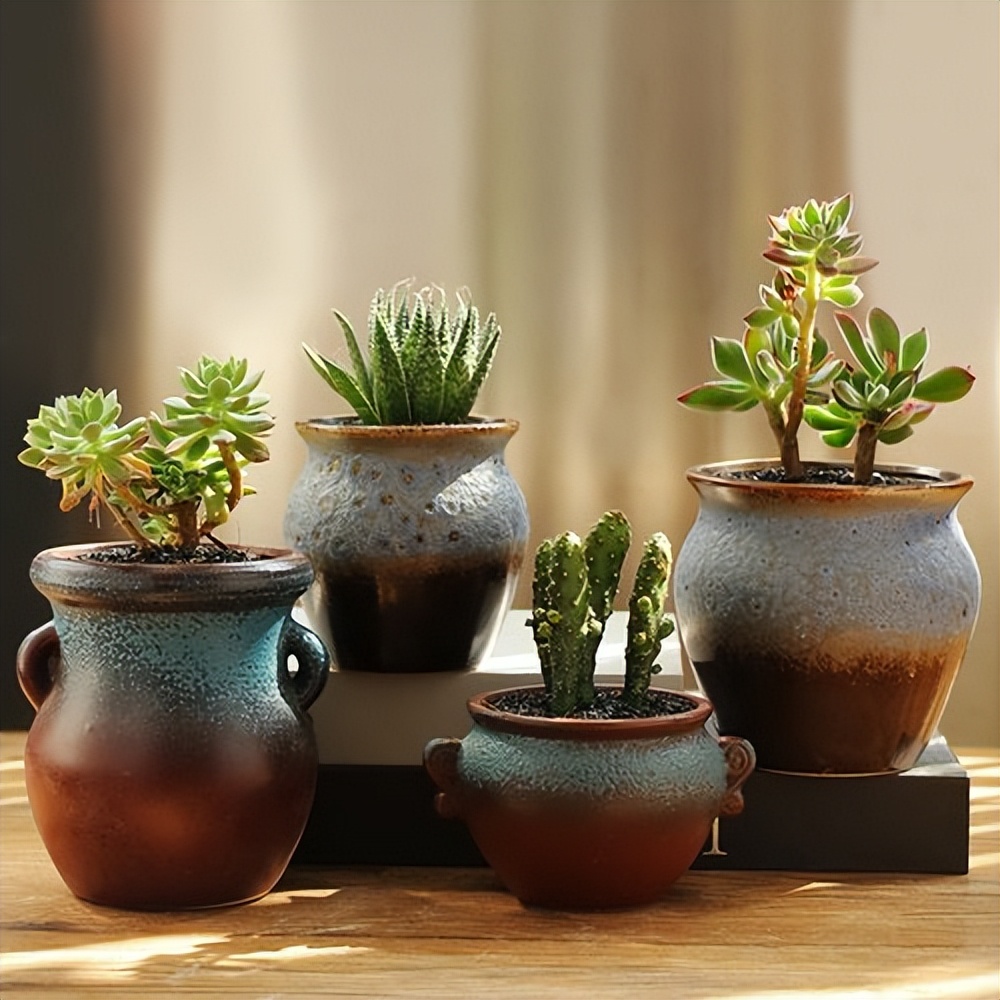 网购多肉如何快速种植成活,网购多肉植物如何入门养护