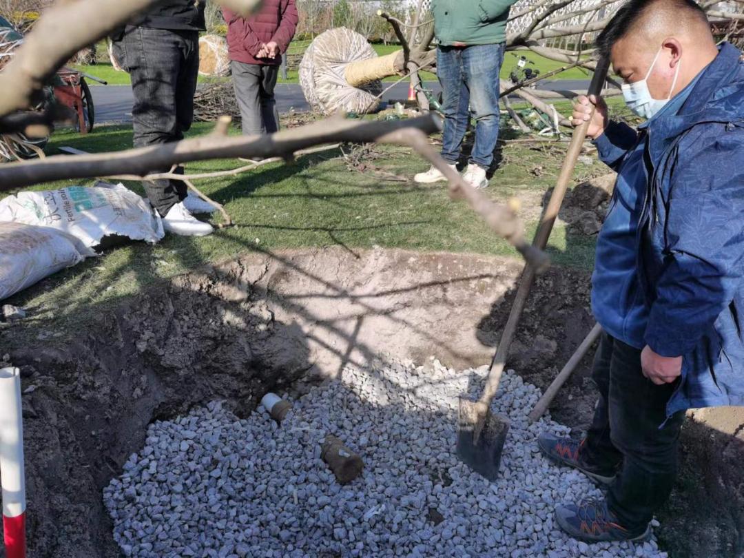 白玉兰为什么被评为上海市市花,中国国花上海市花白玉兰