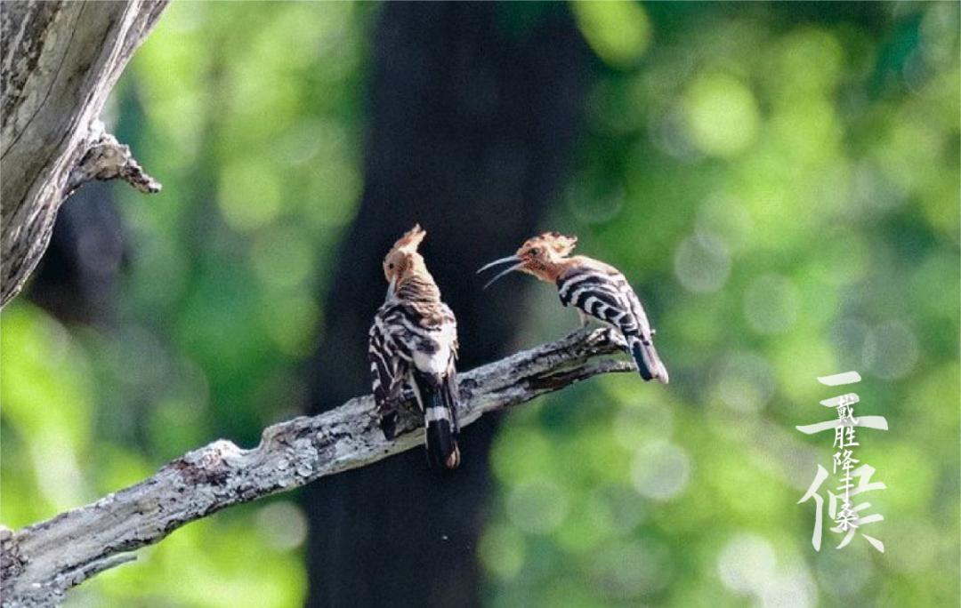 二十四节气之谷雨春光晓,24节气初夏的特点