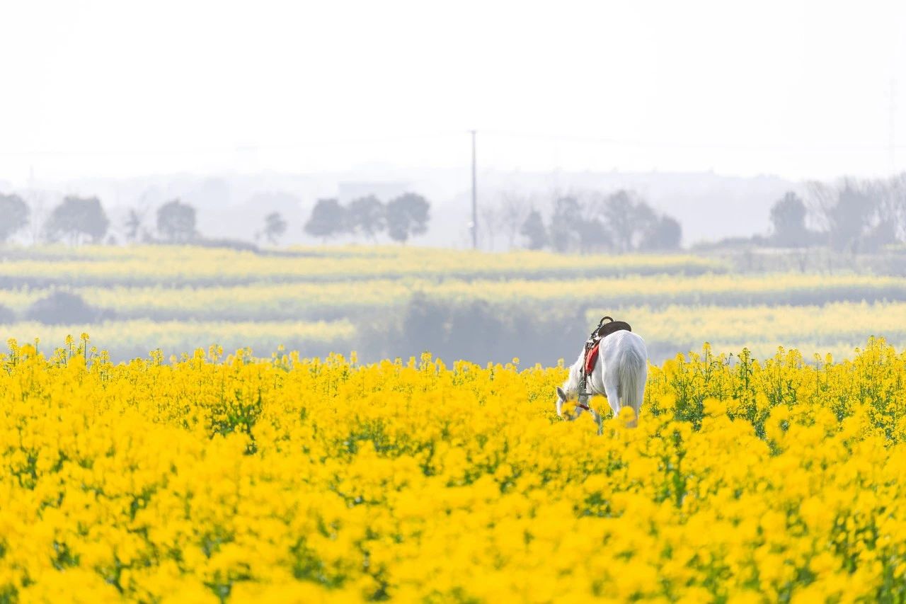 关于春分的诗词精选16首,6首最美春分诗词