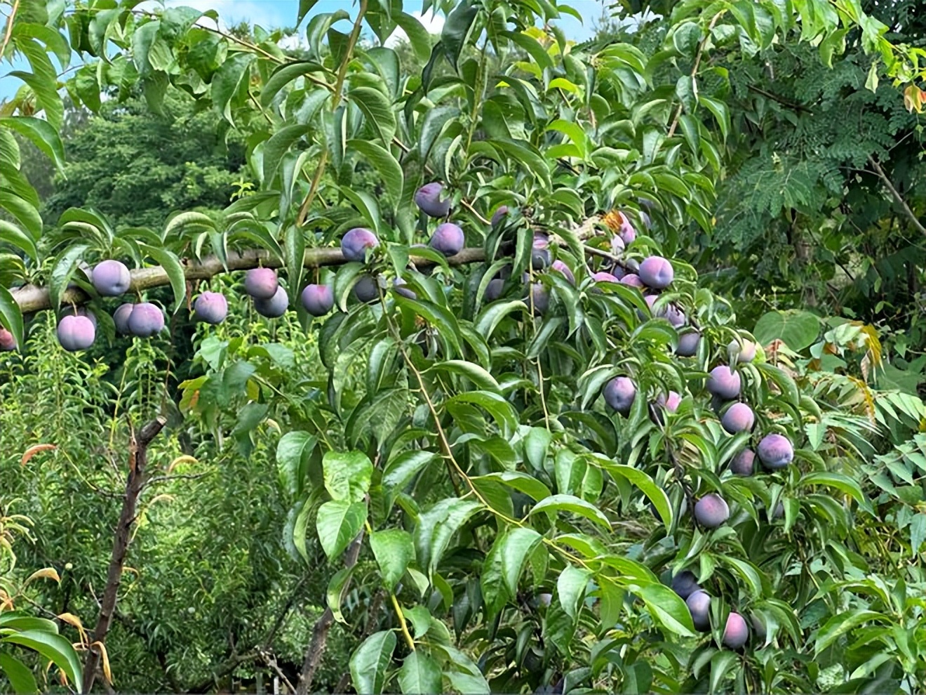 辛选集团创始人辛巴坚持走助农之路，助农增收“致富果”