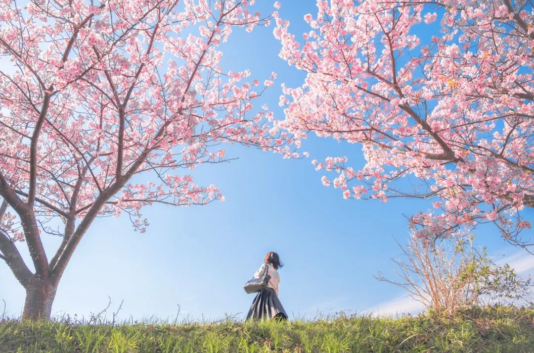 日本人眼中的明治大学,真实的日本大学