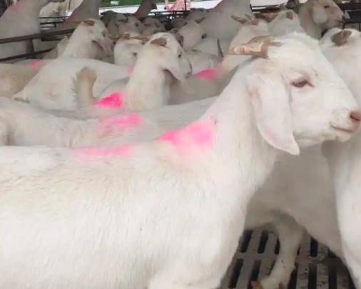 母羊流白色粘稠液体什么情况？母羊流白色液体是怎么回事？