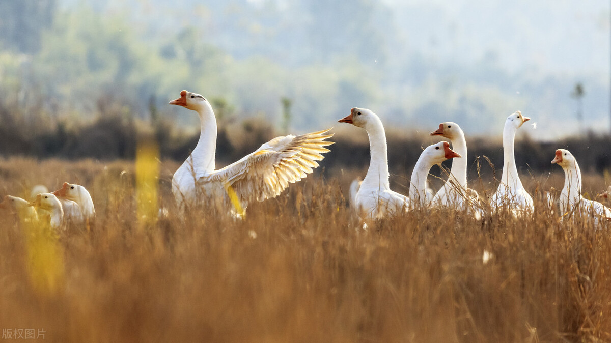 农村家畜三霸：大白鹅、大公鸡、土狗，谁才是真正的村中恶霸？