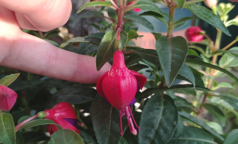 高温天气种植物会死吗,为什么天气热种花不能活