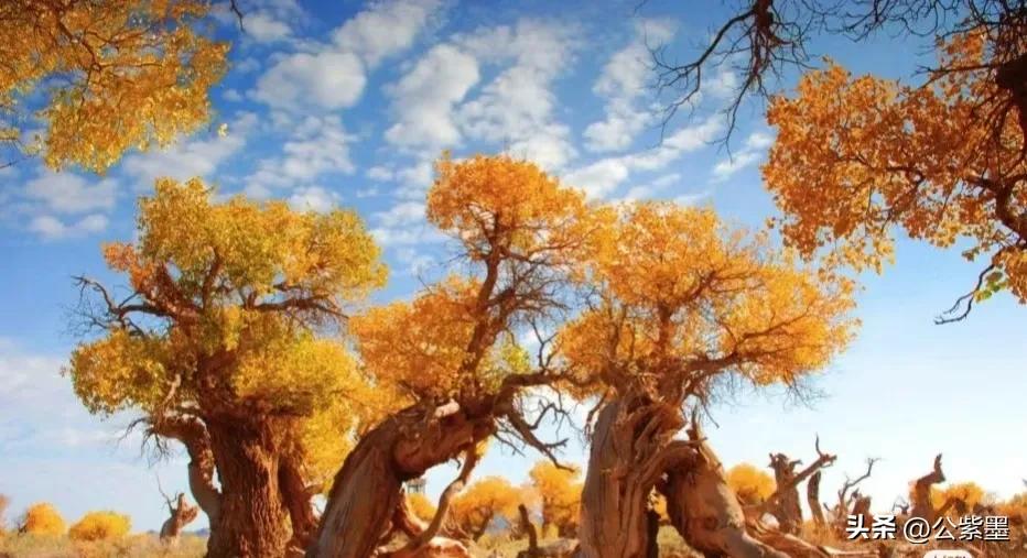 塞外凌寒日月长，大漠飞沙育胡杨，沙漠里不屈的灵魂---胡杨