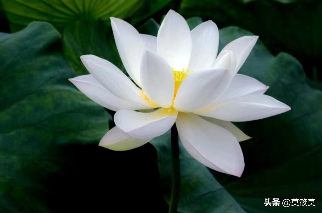 贵州省的省花叫什么名,贵州各个县的县花