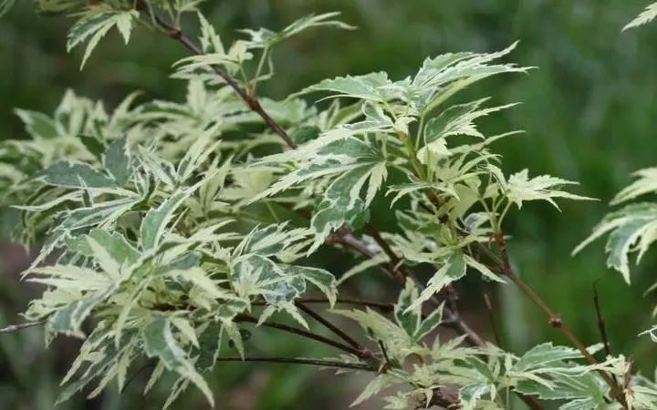 「秋天必看」枫树图鉴22年版——鸡爪枫及日本枫篇