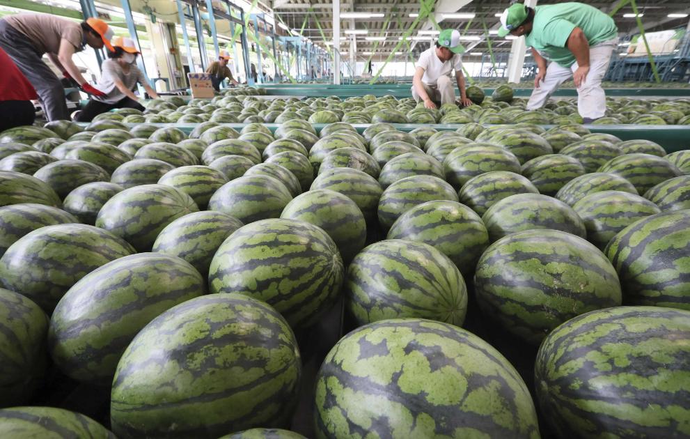 韩国1个西瓜卖100元,日本为何不进口西瓜售卖呢