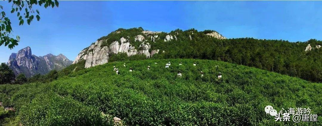 百年毛峰,雁荡毛峰礼盒装价格明细表