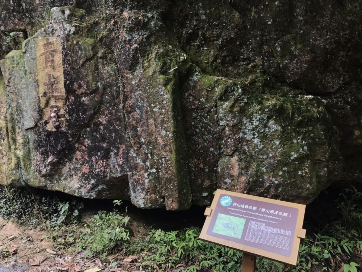 1989年，他发现价值百万的莽山烙铁头，被咬20多次，如今生活怎样