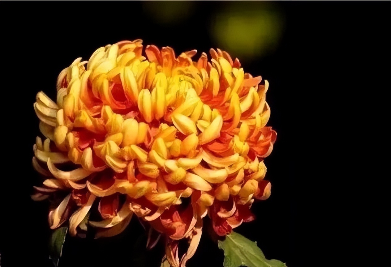 秋花诗词50首,金秋秋菊50种名菊