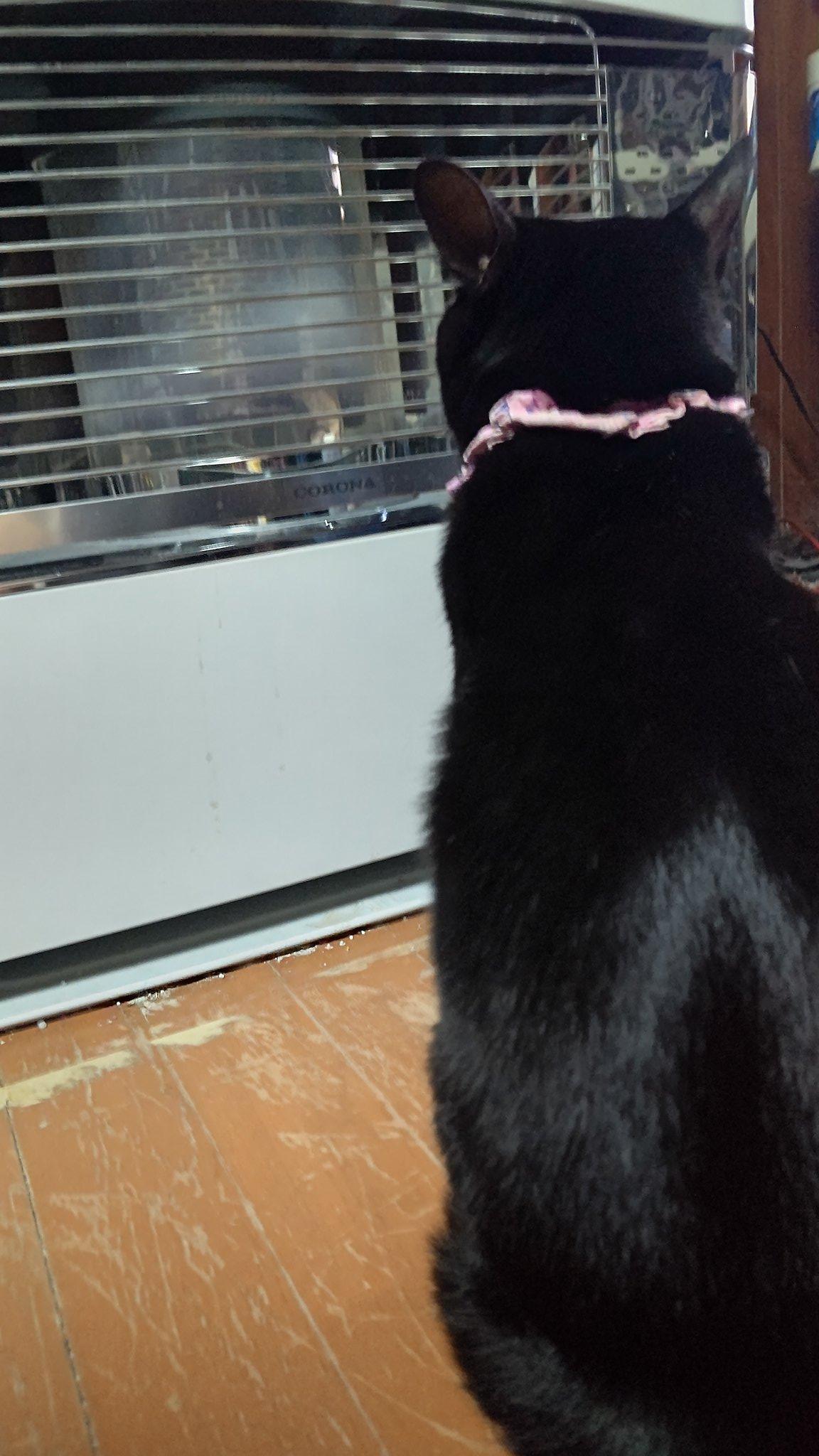 最长寿猫咪死亡,世界上最长寿的猫咪去世