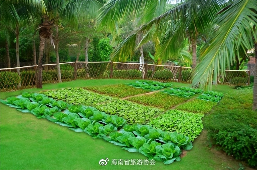 三亚会员酒店,三亚福朋喜来登度假酒店入住体验