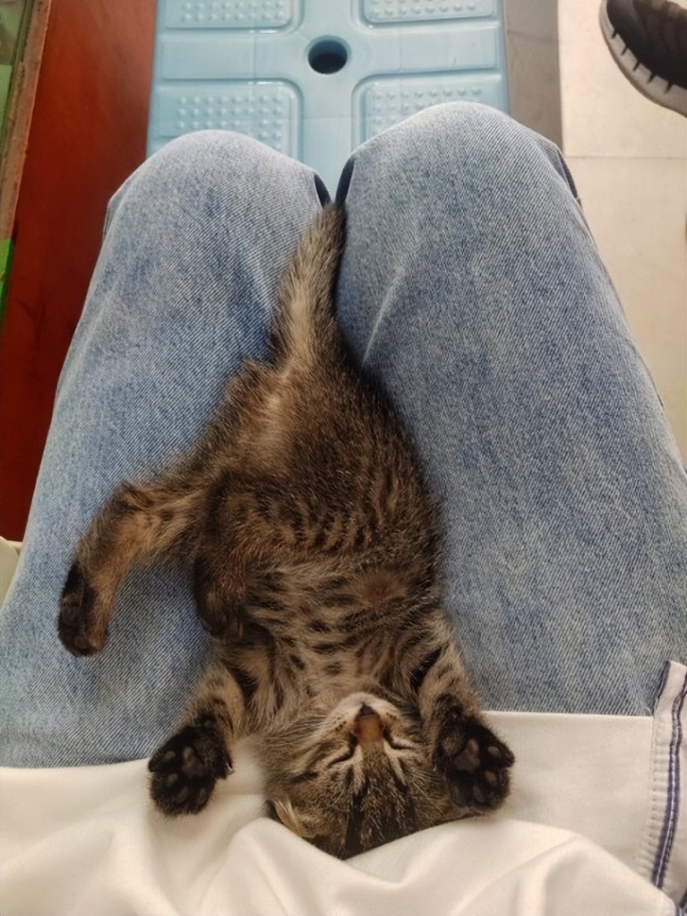 小猫不喝药怎么喂,未满月的小猫怎么喂羊奶粉