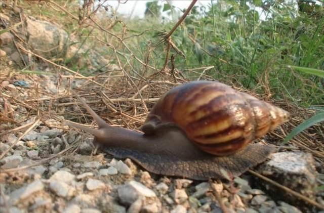 非洲大蜗牛入侵美国，每年可产5窝，花费数百万美元没法治理