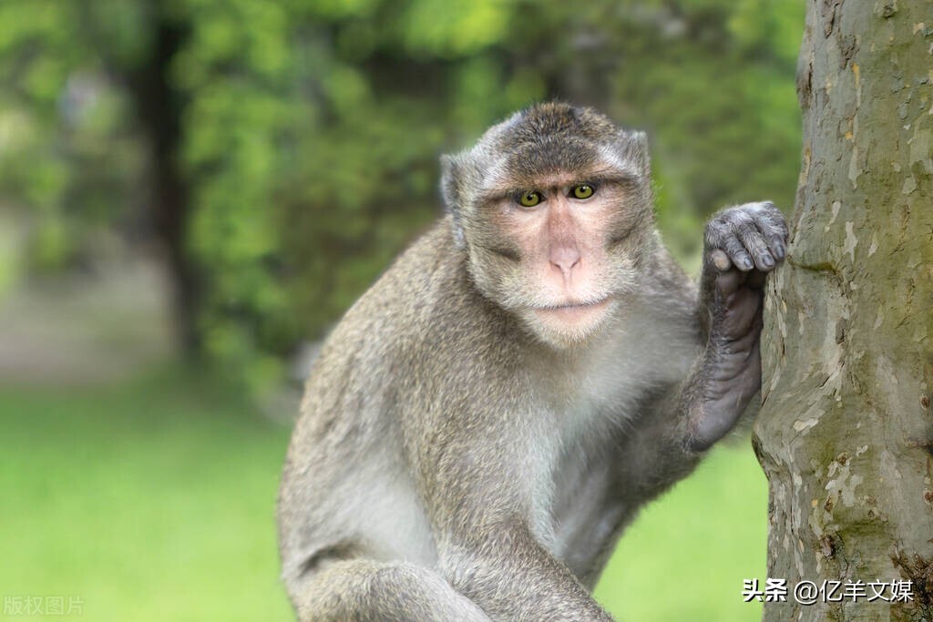 美国报告超4600例猴痘病,专家:欧洲猴痘疫情史无前例