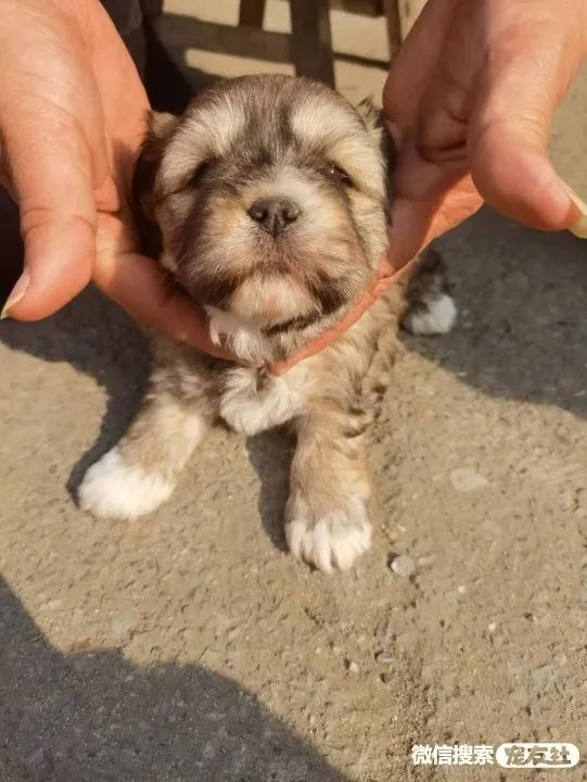 同城附近宠物店领养*养送**平台, 无偿幼猫咪狗狗救助-1231宠友社