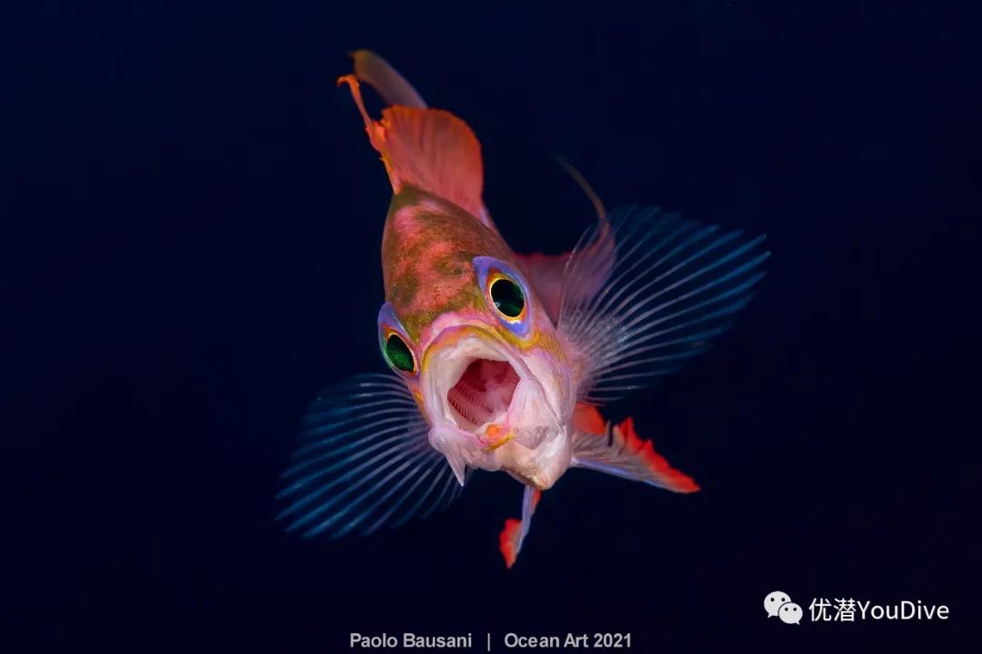 大海水下摄影作品欣赏,oceanart