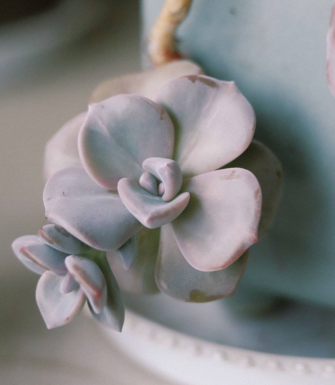 养多肉的100个方法,怎么养多肉才能养得最好