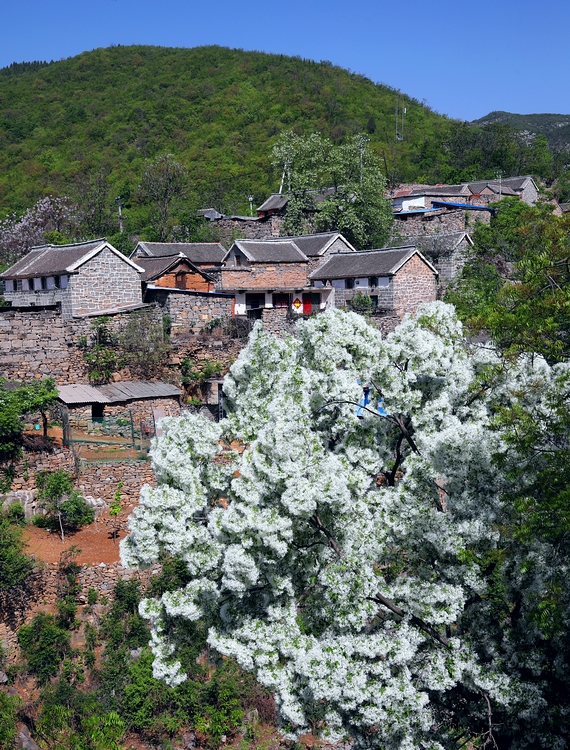 石大沟流苏,大石沟流苏花