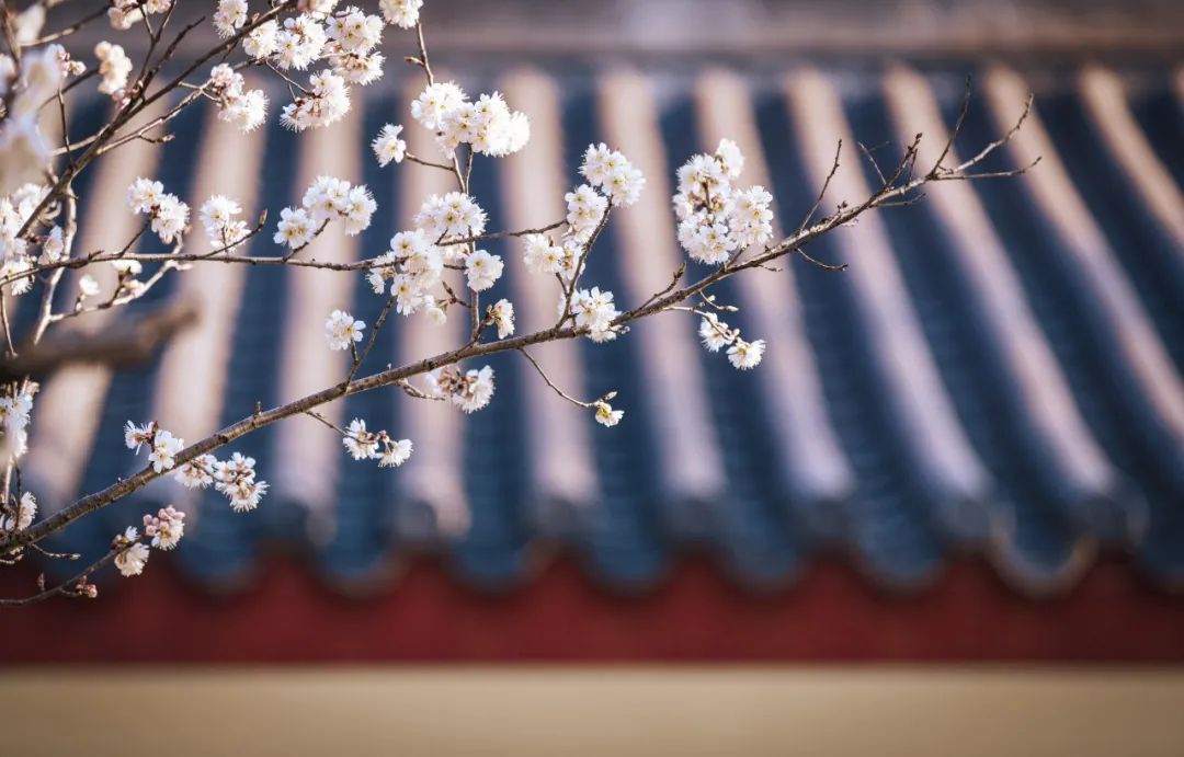 宋词三百首的诗句,宋词三百首经典词