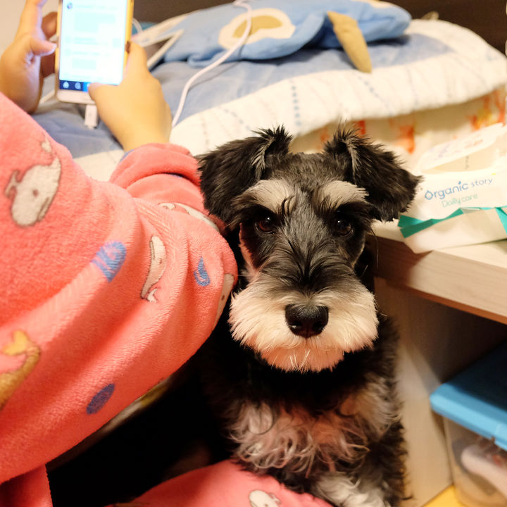 雪纳瑞的所有情况,雪纳瑞有黑斑六大特征