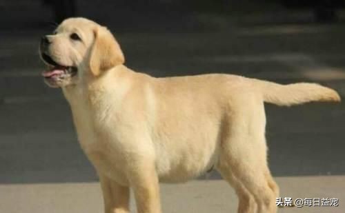 拉布拉多犬一天几次小便,一个月的拉布拉多怎么定点上厕所
