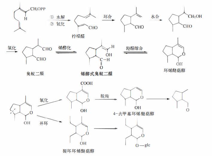 植物活性成分有效成分,药用植物中的萜类物质